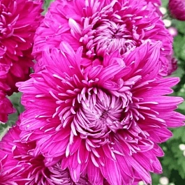 Хризантема Вдохновение