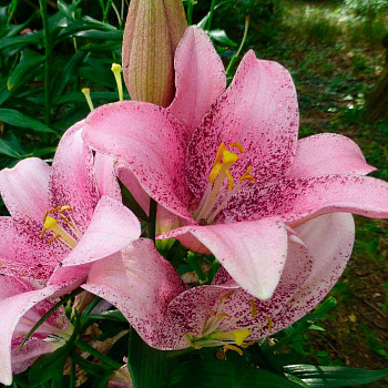 Лилия ЛА-гибрид Свит Шугар