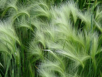 Ячмень гривастый