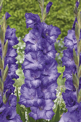 Гладиолус крупноцветковый Мав Мьюз