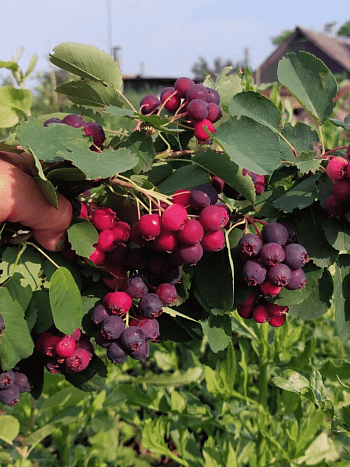 Ирга канадская Martin