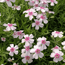 Флокс шиловидный Pharao Red Eye