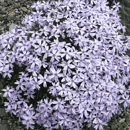 Флокс шиловидный Oakington Blue Eyes