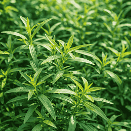 Эстрагон Vienco