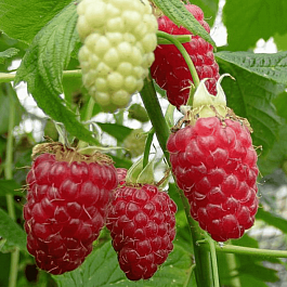 Малина обыкновенная Нижний Новгород