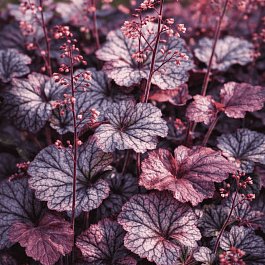 Гейхера Northern Exposur  Silver