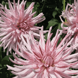 Георгина Mick's Peppermint