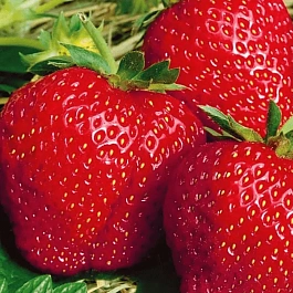 Земляника садовая Вима Занта
