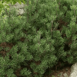 Сосна горная Picobello