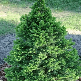 Ель канадская Conica December