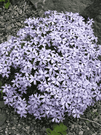 Флокс шиловидный Oakington Blue Eyes