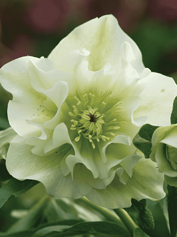 Морозник восточный Double Ellen White