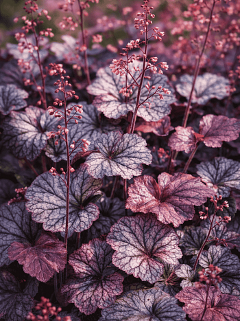 Гейхера Northern Exposur  Silver