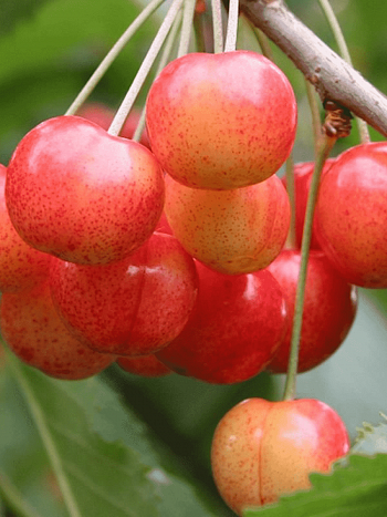 Черешня Орловская розовая