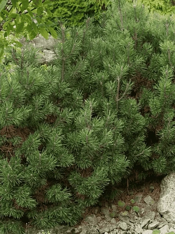 Сосна горная Picobello