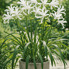 Нерина Bowdenii Alba