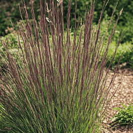 Схизахириум метельчатый Prairie Blues