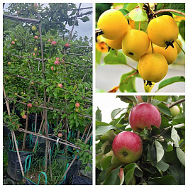 Яблоня пальметта на шпалере 5 лет+ Китайка золотая ранняя-Мелба Яблоня пальметта на шпалере 5 лет+ Китайка золотая ранняя-Мелба