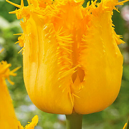 Тюльпан Инспайр