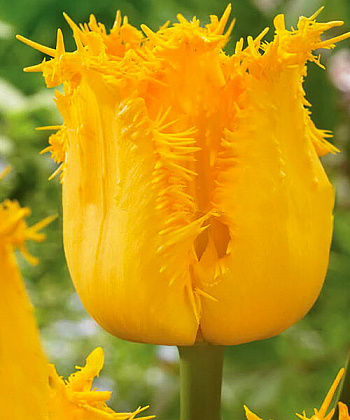 Тюльпан Инспайр