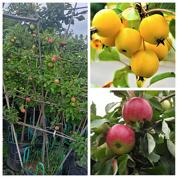 Яблоня пальметта на шпалере 5 лет+ Китайка золотая ранняя-Мелба
