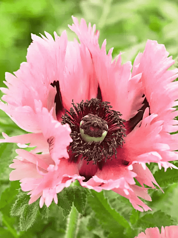 Мак восточный Pink Ruffles