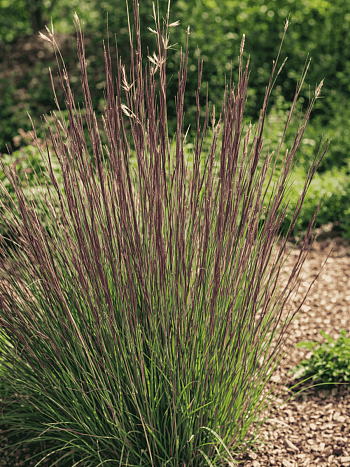 Схизахириум метельчатый Prairie Blues