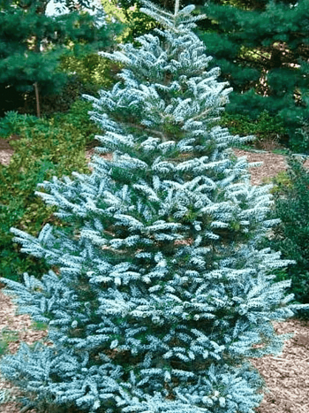 Пихта корейская Silberlocke