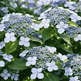 Гортензия пильчатая Veerle
