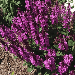 Шалфей дубравный Rose Marvel