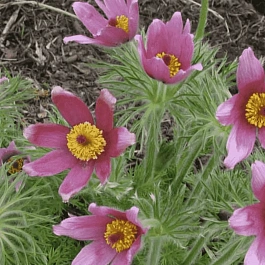 Прострел обыкновенный Rode Klokke