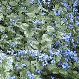 Бруннера крупнолистная