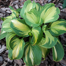 Хоста гибридная Эмеральд Чарджер НАБОР 2ШТ (1+1) Хоста гибридная Эмеральд Чарджер НАБОР 2ШТ (1+1)