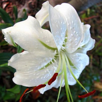 Лилия видовая Прекрасная Альбум