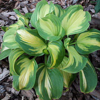 Хоста гибридная Эмеральд Чарджер НАБОР 2ШТ (1+1)