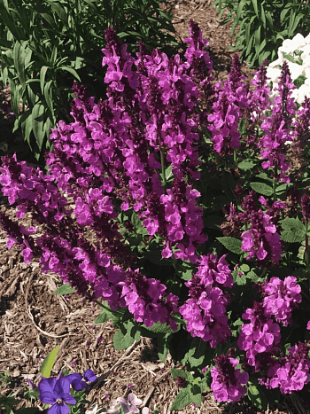 Шалфей дубравный Rose Marvel