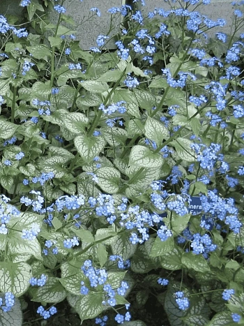 Бруннера крупнолистная