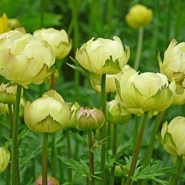 Купальница культурная Лемон Квин