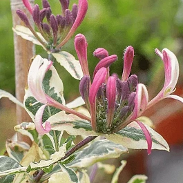 Жимолость Гекрота Variegata