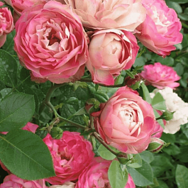 Роза Флорибунда Acropolis