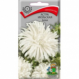 Астра июльская Белая Астра июльская Белая