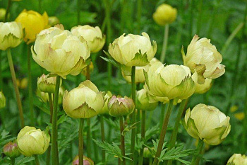Купальница культурная Лемон Квин