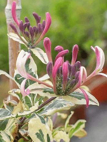 Жимолость Гекрота Variegata