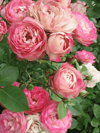 Роза Флорибунда Acropolis