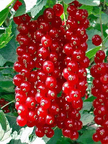 Смородина красная Ред Лейк