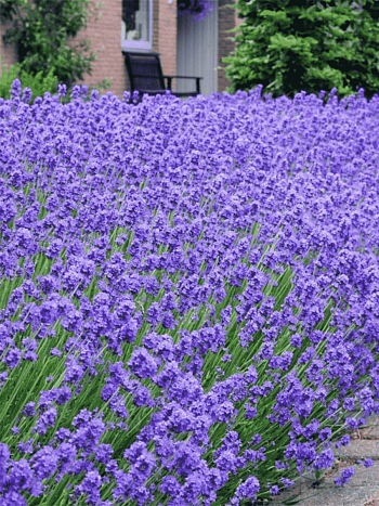 Лаванда Munstead