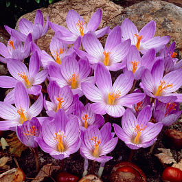 Крокус Прекрасный Конкерор