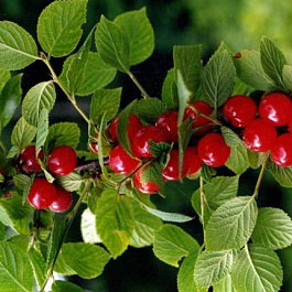 Вишня войлочная Осенняя Вировская