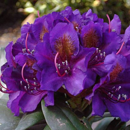 Рододендрон гибридный Марсель менард Рододендрон гибридный Марсель менард