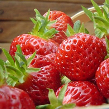 Земляника садовая Манилл